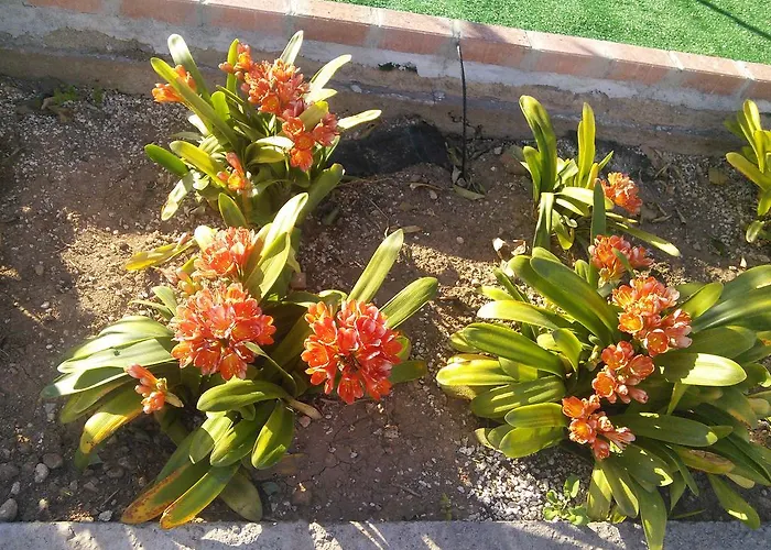 Zoe's Court Aparthotel